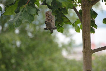 vogel am futterstation auf dem baum