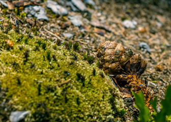 moss on tree