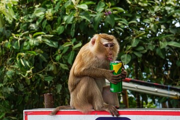 Sitting macaque monkey holding a drink