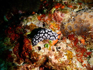 沖縄の海でダイビング中に見かけた黒と白のカラーが映えるコイボウミウシ