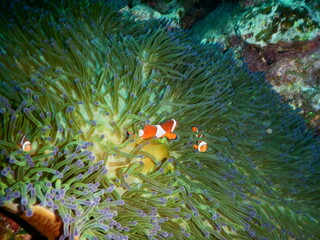 沖縄の海でダイビング中に見かけたイソギンチャクに隠れん坊するカクレクマノミ