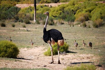 ostrich