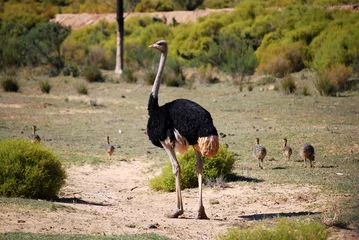 Deurstickers ostrich © onslow18