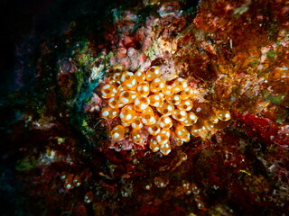 沖縄の海でダイビング中に見かけたどうしてもウルトラマンの青に見えちゃうウルトラマンホヤ