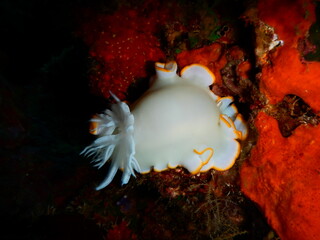 沖縄の海でダイビング中に見かけたボディの白さと縁のオレンジが映えるメレンゲウミウシ