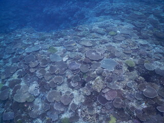 沖縄の海でダイビング中に見かけたあたり一面のテーブルサンゴの群生
