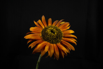 orange and rusty brown sunflower head isolated on a black background