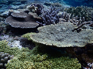 沖縄の海でダイビング中に見かけたテーブルサンゴの群生