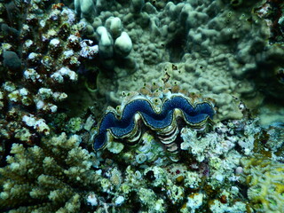 沖縄の海でダイビング中に見かけた珊瑚礁の中に埋もれたシャコガイ