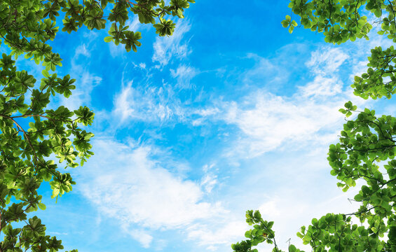 Green Trees And A Cloudy Blue Sky