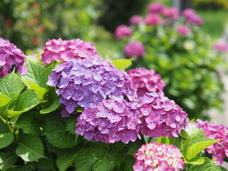 紫陽花