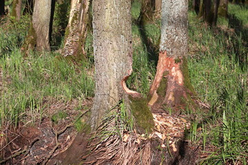 Obraz premium the beaver and his work have begun, work can be seen on the tree