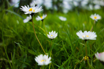 Ox-eye daisy (Leucanthemum vulgare) flowers isolated on a natural background