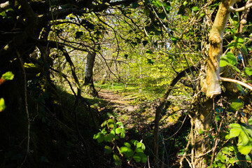 path going through woodland as seen through a gap in the hedge