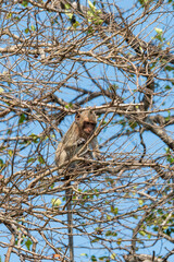 A monkey eating fruit on a branch