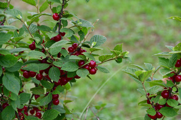ユスラウメの赤い実（埼玉県/6月）
