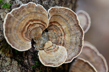 Champignon Polypore versicolore Trametes versicolor