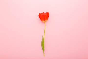 One fresh bright red tulip on light pink table background. Pastel color. Beautiful flower. Closeup. Top down view. © fotoduets