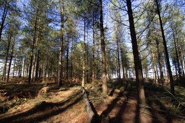 pine woodland with the early morning sun and long shadows
