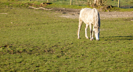 Cheval