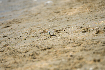 Garbage stranded on the beach.