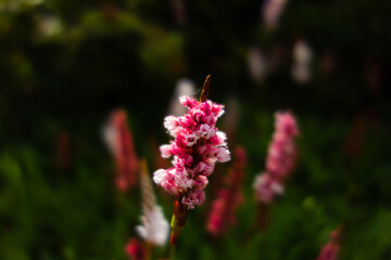 pink and white flowers on a spike isolated with a background of green