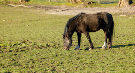 Cheval