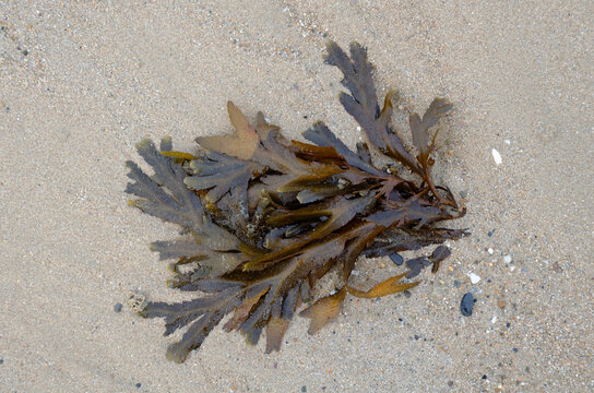 Algues ou coquillages &eacute;chou&eacute;s sur une plage de Normandie