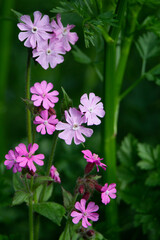 pink flowers on a natural green background