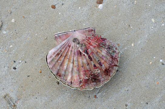 Algues ou coquillages &eacute;chou&eacute;s sur une plage de Normandie