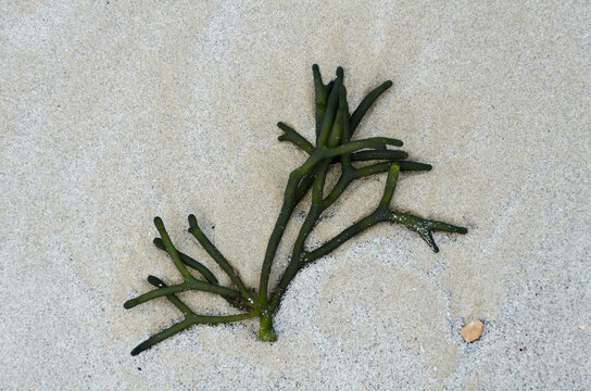 Algues ou coquillages &eacute;chou&eacute;s sur une plage de Normandie