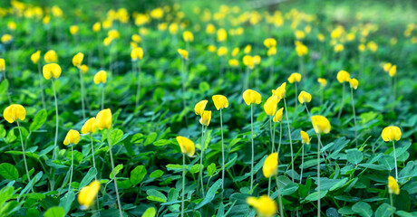 Fields of pinto peanut with blooming yellow flowers and green leaves, selective focus - obrazy, fototapety, plakaty