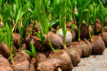 The seedlings of the coconut trees that are neatly laid out after being removed from the plot. Small coconut tree.