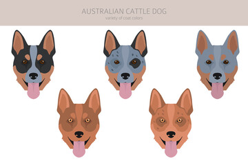 Fototapeta premium Australian cattle dog all colours clipart. Different coat colors and poses set