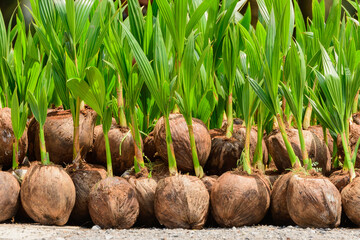 The seedlings of the coconut trees that are neatly laid out after being removed from the plot. Small coconut tree.