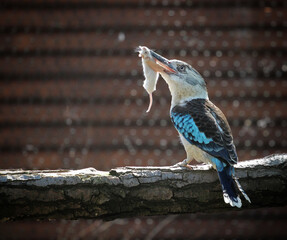 blue-winged kookaburra with mouse in its beak