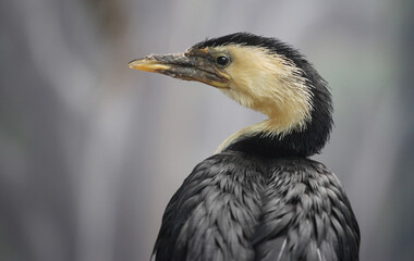 portrait of cormorant from close up