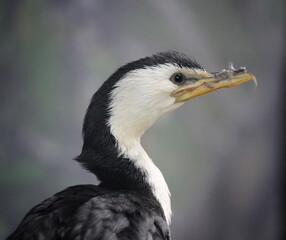 portrait of a cormorant with bokeh background