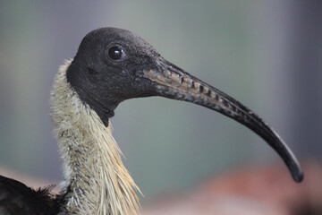 straw-necked ibis from close up