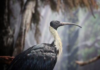 portrait of straw-necked ibis in landscape