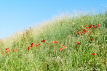 Poppies and wild plants in the Loire valley