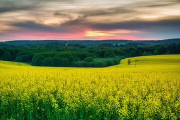 Beautiful landscape with the yellow rapeseed field at sunset, Poland