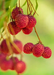 Lychees on the tree,Close up of lychee fruit,Fresh Lychee Fruits