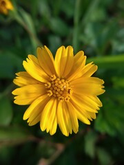yellow flower with bee