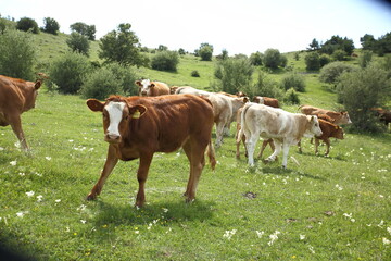 Fototapeta na wymiar brown cow spreading in the meadow