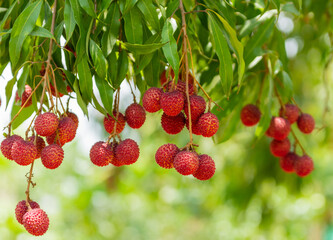 Lychees on the tree,Close up of lychee fruit,Fresh Lychee Fruits © Eakkarach