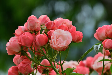 I like the fragrance of roses