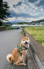 Cute shiba inu sweet smile face looking at camera and sitting on street road outdoor.