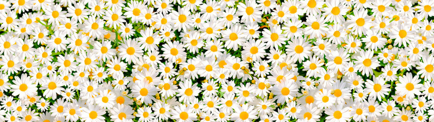 Wild daisy flowers growing on meadow. Meadow with lots of white and pink spring daisy flowers. panoramic spring web banner.