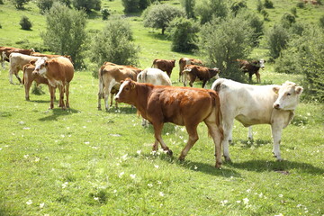 brown cow spreading in the meadow